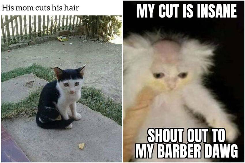 kolase meme gaya rambut kucing