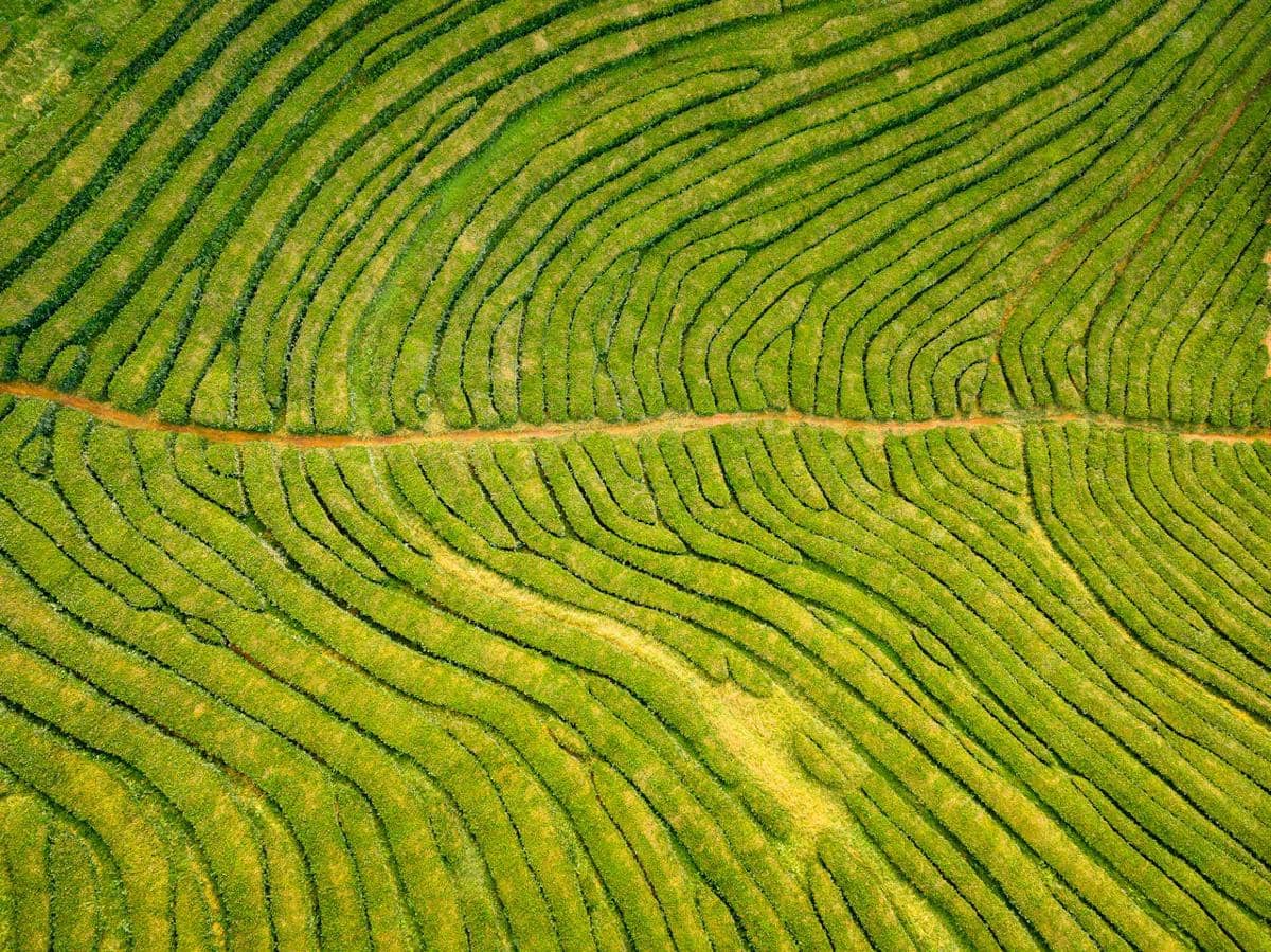 Potret Gorreana Tea Plantation