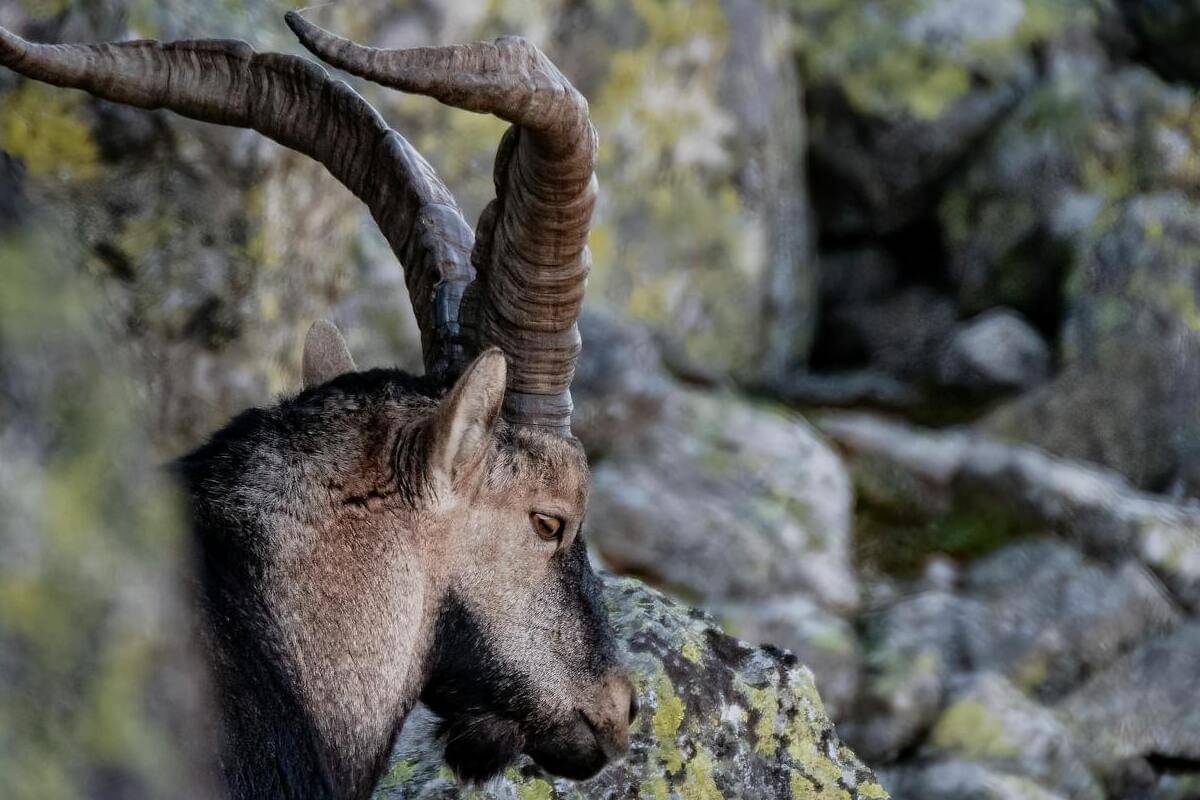 Ibex pyrenean
