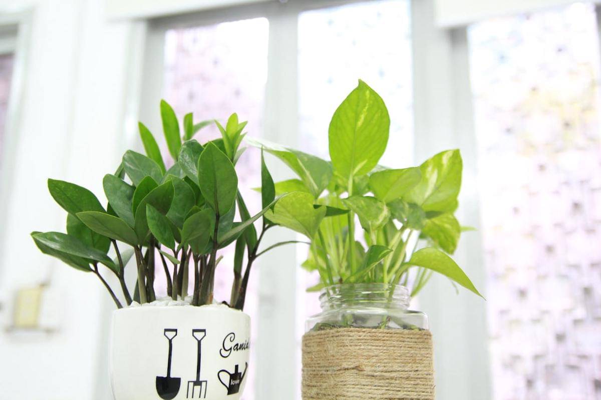 ilustrasi pothos
