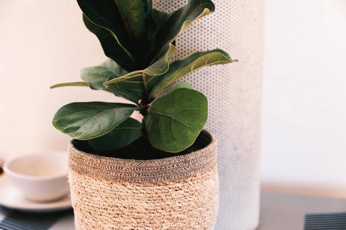ilustrasi fiddle leaf fig