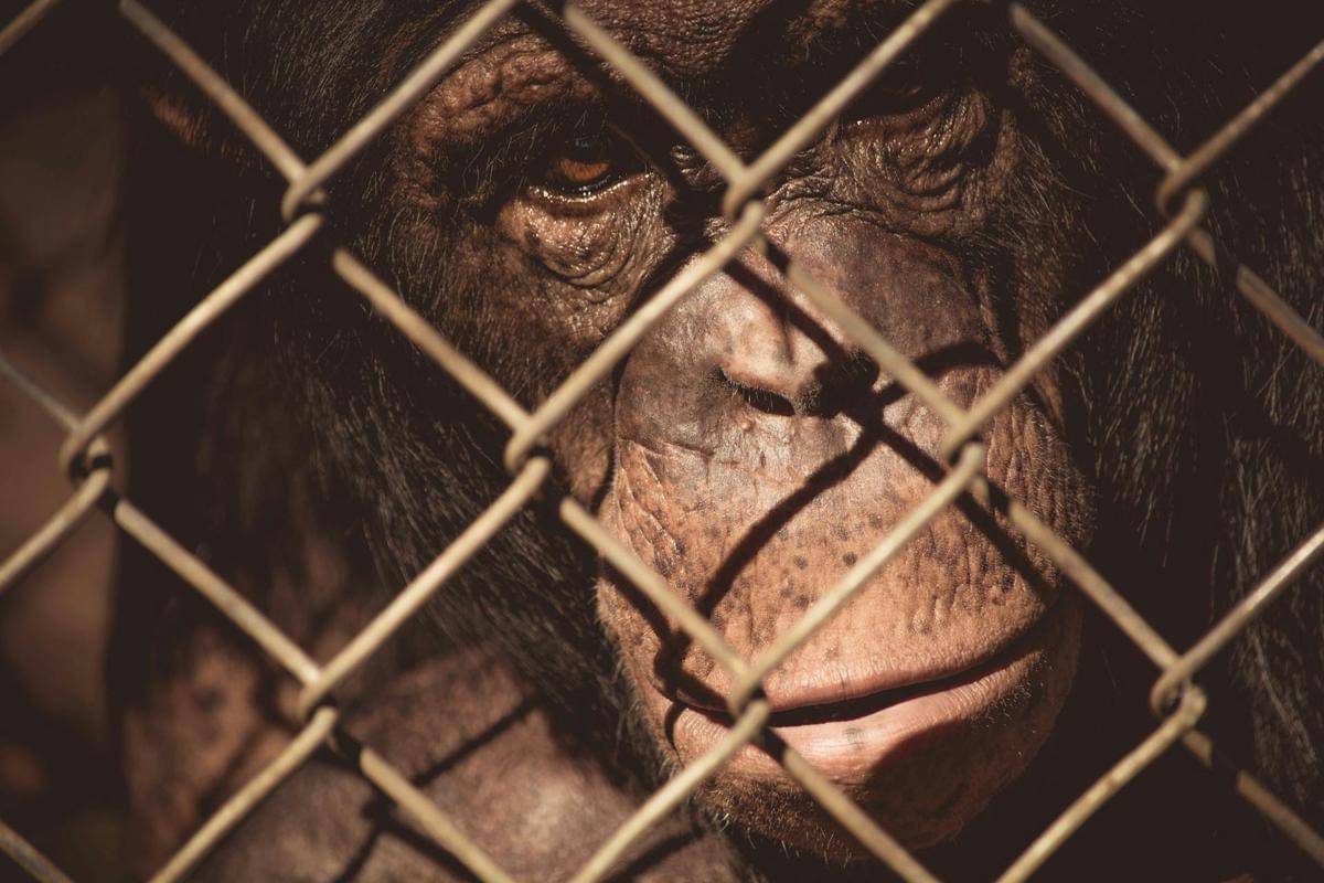 Ritual “Pemakaman” Paling Unik di dunia Hewan