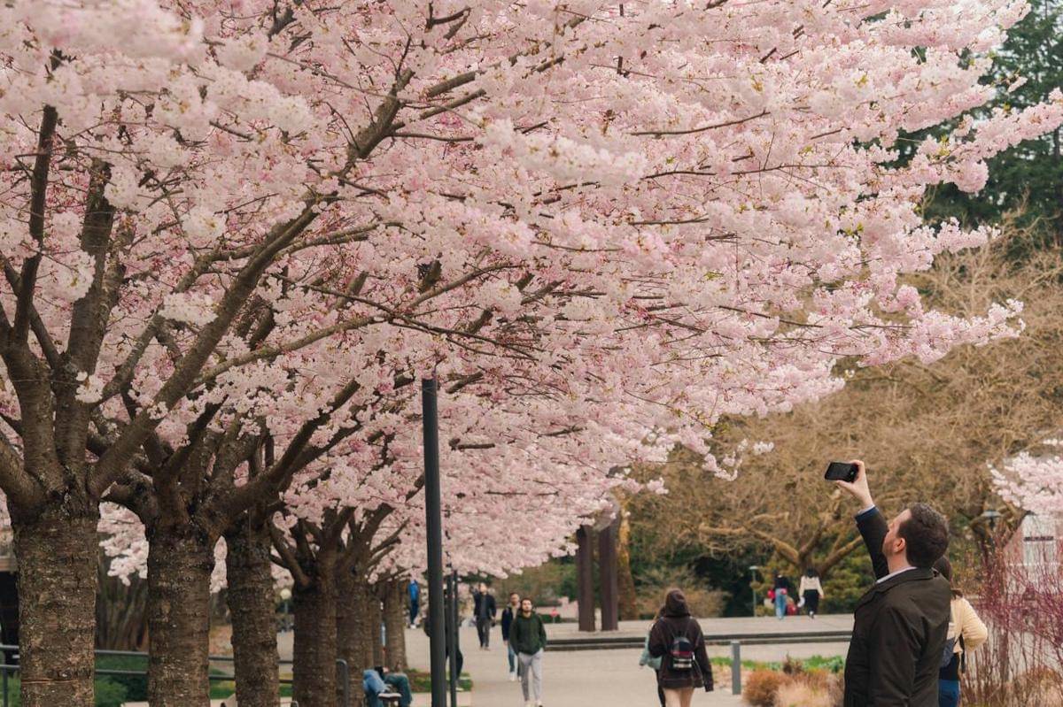 ilustrasi musim bunga sakura di Jepang