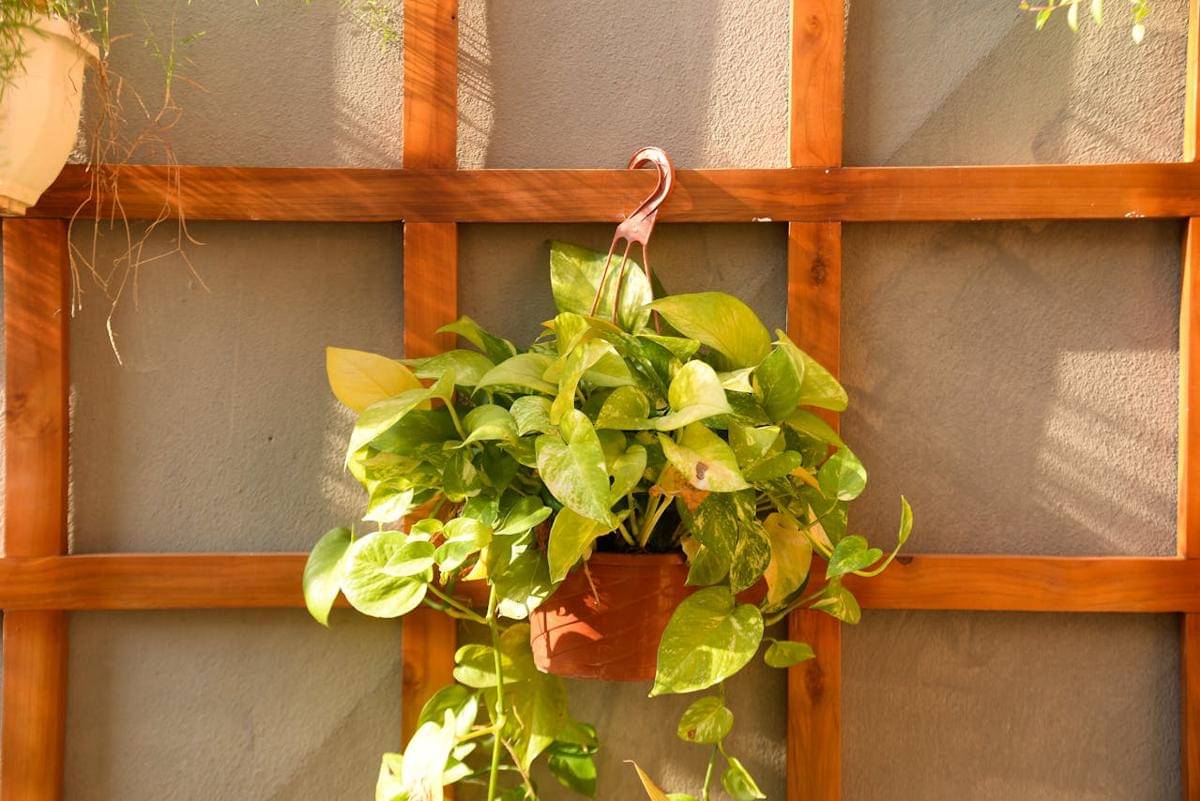 ilustrasi pothos