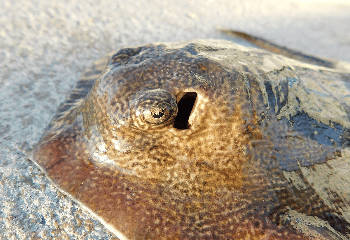ikan pari bulat