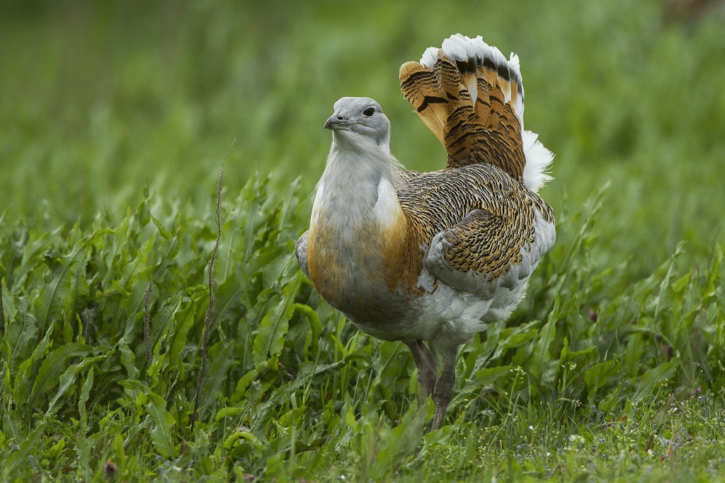 bustard besar