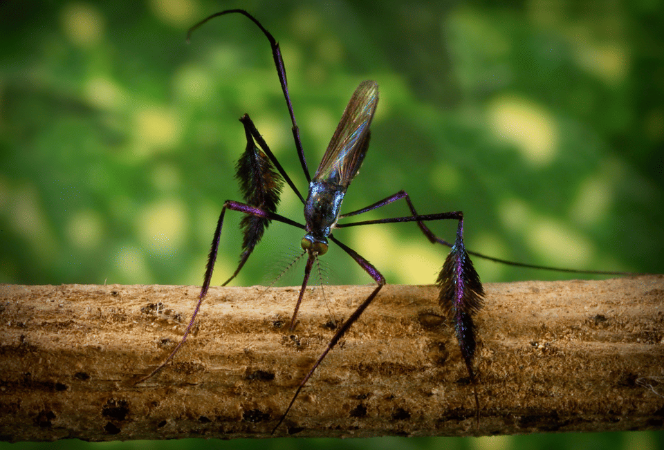 Sabethes cyaneus Mosquito