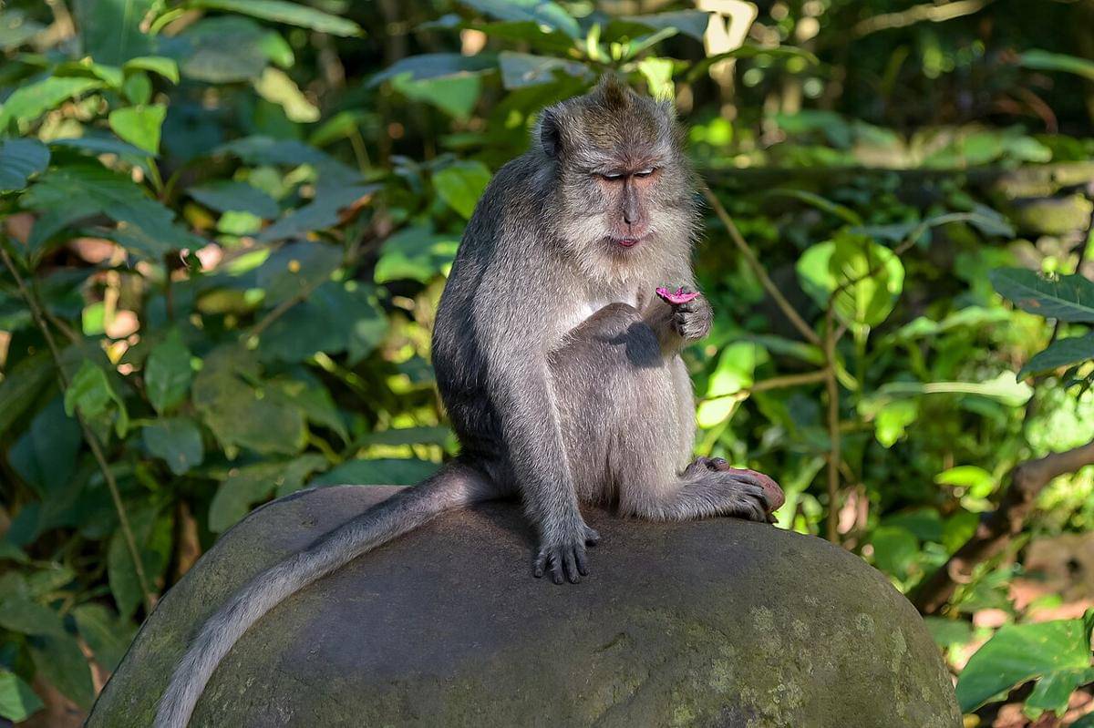 Mandala Suci Wenara Wana