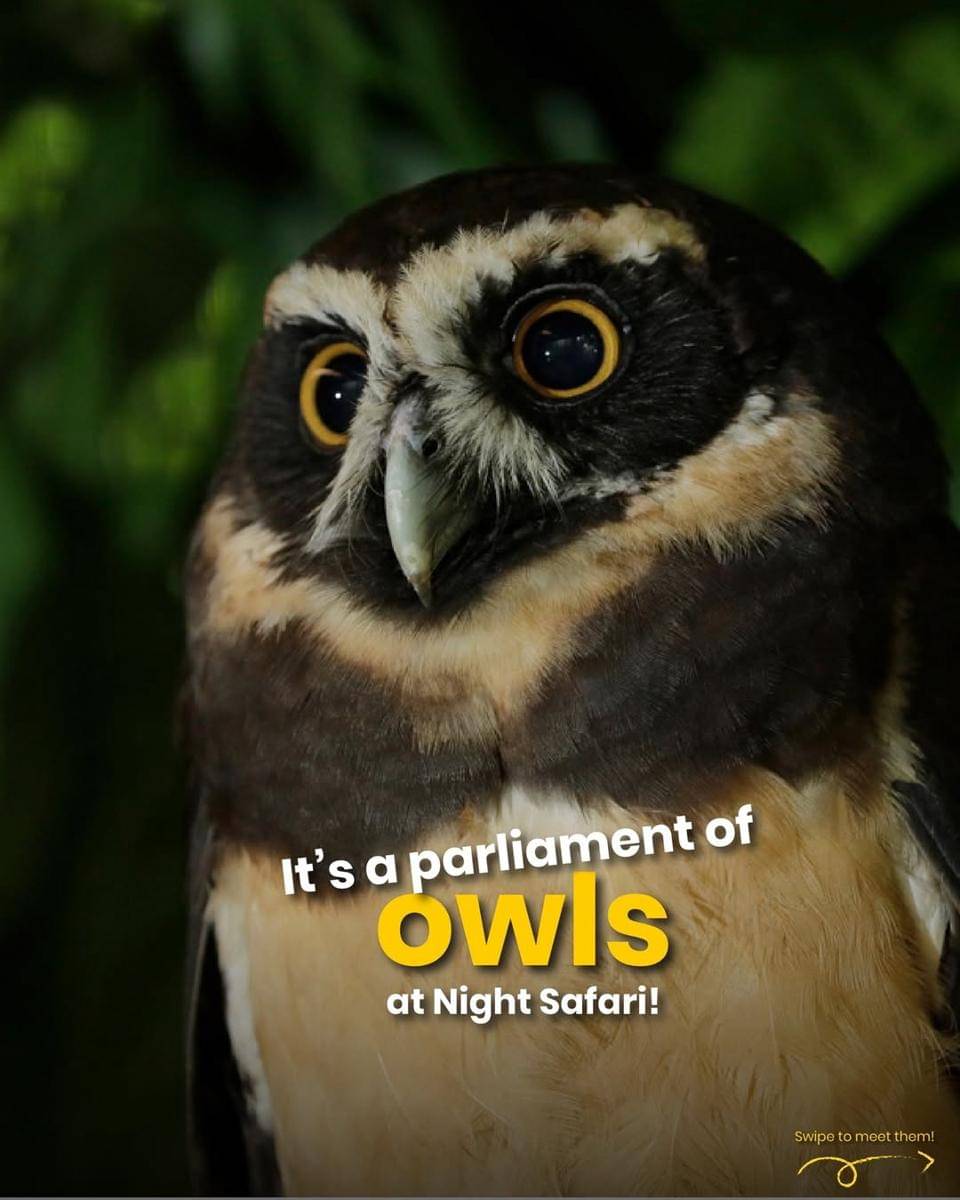 salah satu hewan yang bisa ditemui saat Night Safari di Singapura (instagram.com/mandaiwildlifereserve)