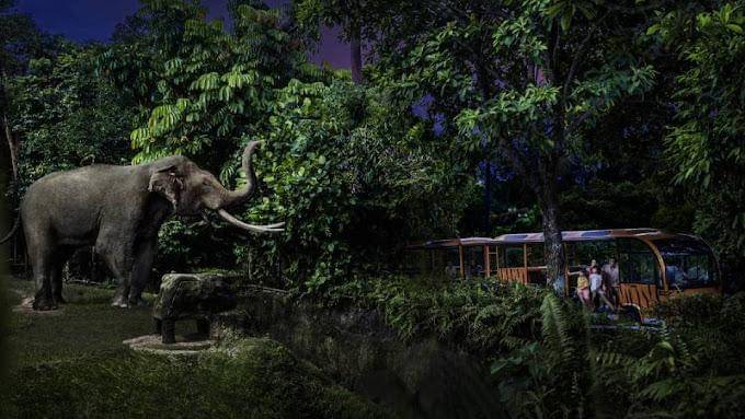 Night Safari di Mandai Wildlife Reserve Singapura (googleusercontent.com/Night Safari)