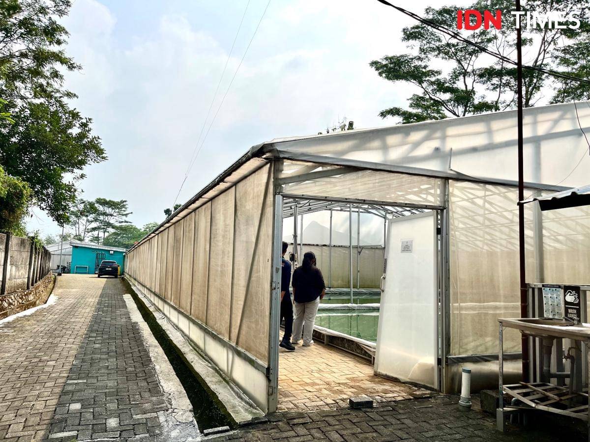 Kolam budidaya mikroalga spirulina PT Alga Bioteknologi Indonesia (Albitec) di Semarang. (IDN Times/Dhana Kencana)