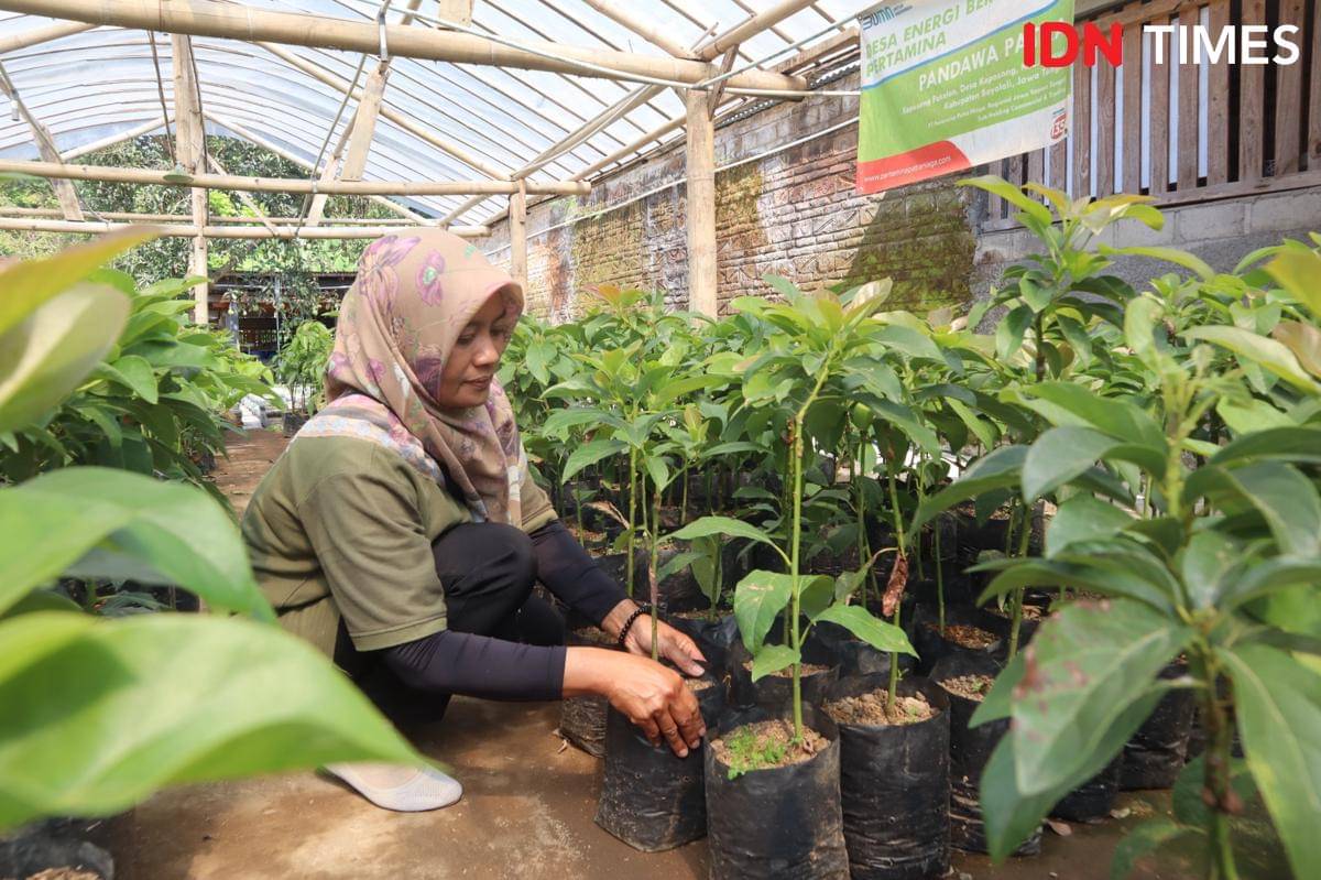 Martuti ikut merawat tanaman alpukat di Sekolah Tani Pandawa Patra, Boyolali. (IDN Times/Larasati Rey)