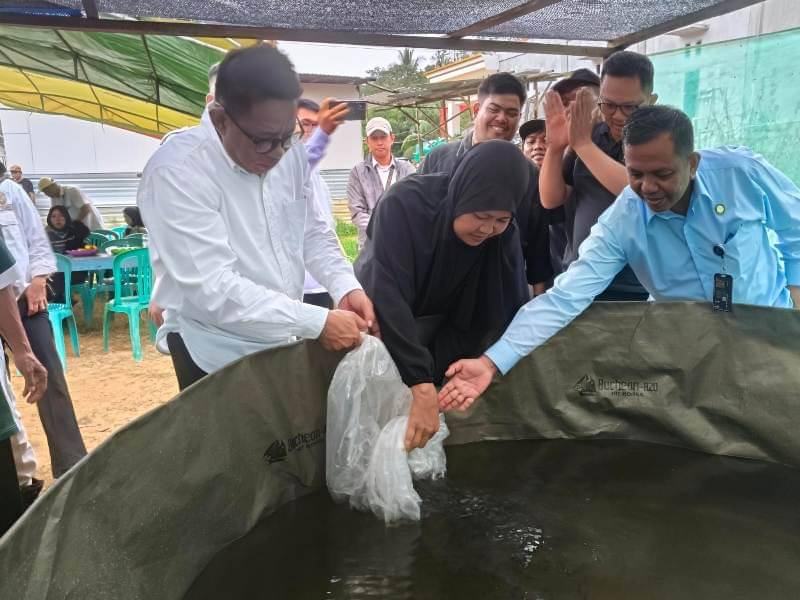 Benih Ikan lele