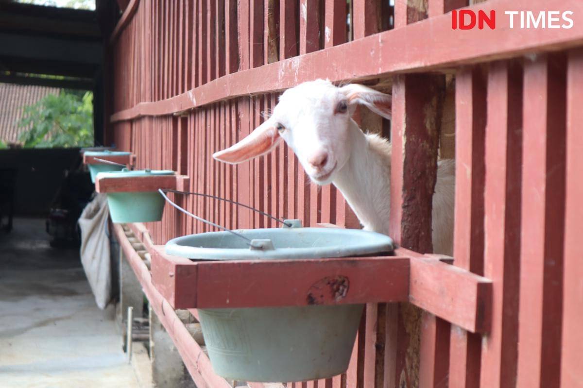 Kambing ternak yang dibudidayakan di Sekolah Tani Rakyat Pandawa Patra, Boyolali. (IDN Times/Larasati Rey)