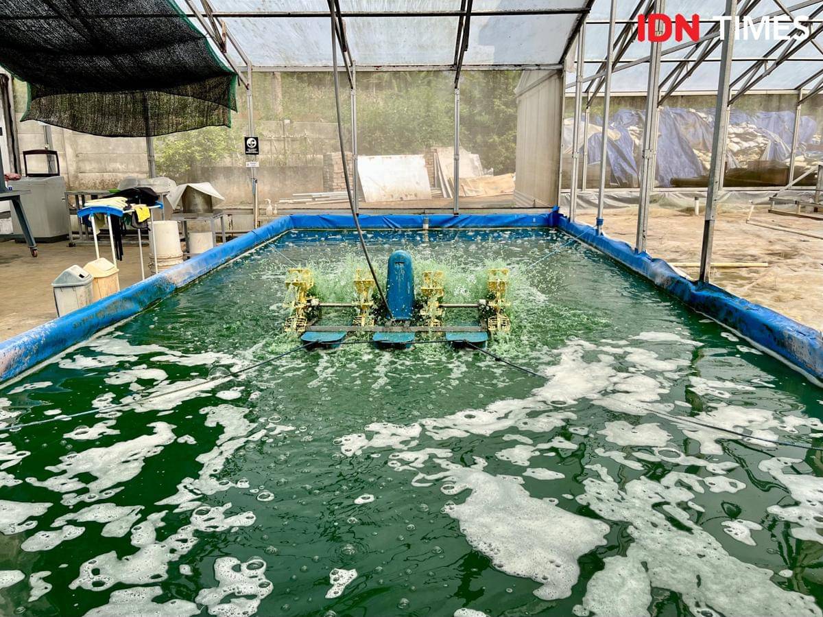 Aktivitas salah satu kolam budidaya mikroalga spirulina PT Alga Bioteknologi Indonesia (Albitec) di Semarang yang menggunakan elektrifikasi. (IDN Times/Dhana Kencana)