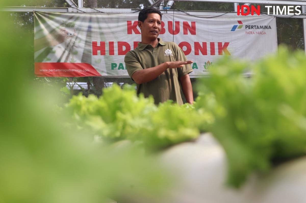 Haryono, pengelola Sekolah Tani Rakyat Pandawa Patra menunjukkan kebun hidroponik yang ditanami selada air di Green House Pandawa Patra, Boyolali. (IDN Times/Larasati Rey)