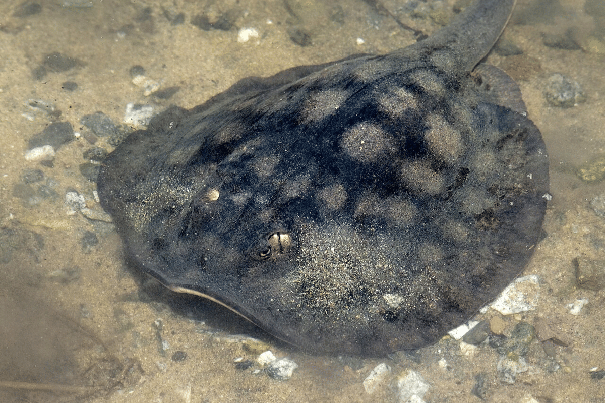 ikan pari bulat