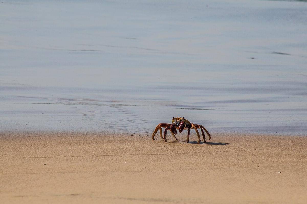 ilustrasi kepiting di pesisir pantai