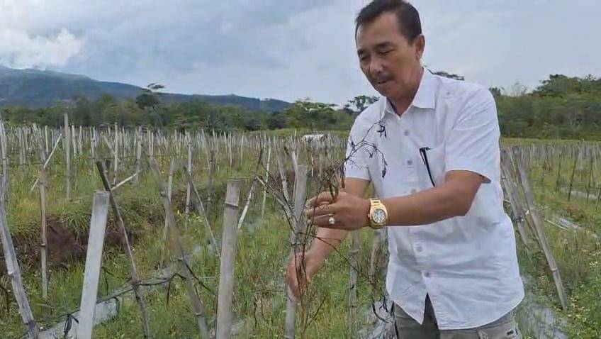 Kondisi tanaman cabau petani di Di Desa Brubuh Kecamatan Jogorogo Ngawi yang rusak. IDN Times/Riyanto.