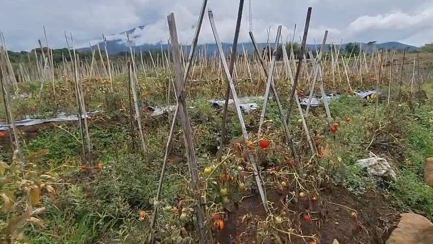 Kondisi tanaman tomat di Di Desa Brubuh Kecamatan Jogorogo Ngawi yang rusak. IDN Times/Riyanto.