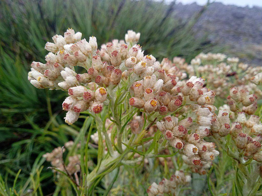 Potret edelweis puncak gunung Marapi