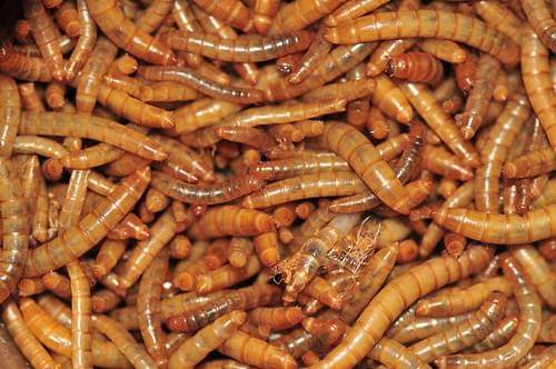 Ilustrasi ulat tepung si pemakan styrofoam yang tahan racun