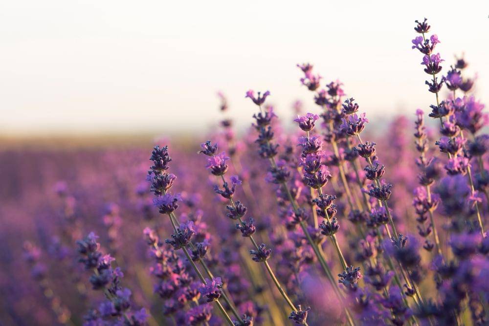 Ilustrasi lavender