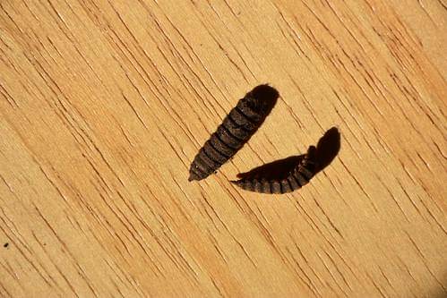 Ilustrasi larva lalat tentara hitam si pengurai plastik dan limbah organik