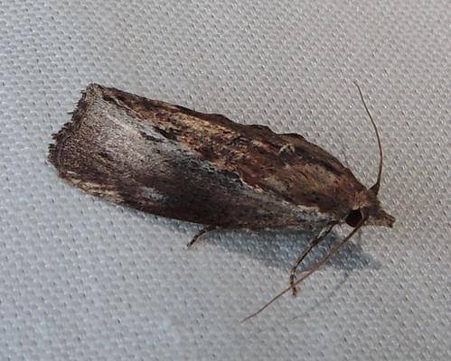 Ilustrasi salah satu hewan pemakan plastik yang bikin ilmuwan geleng kepala