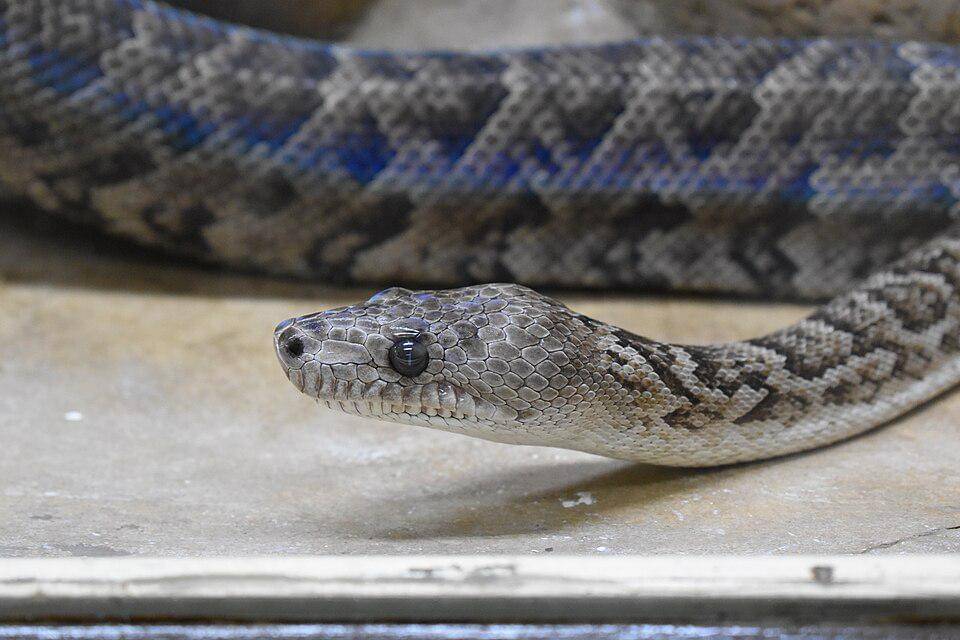 potret ular boa kuba yang masih berusia muda