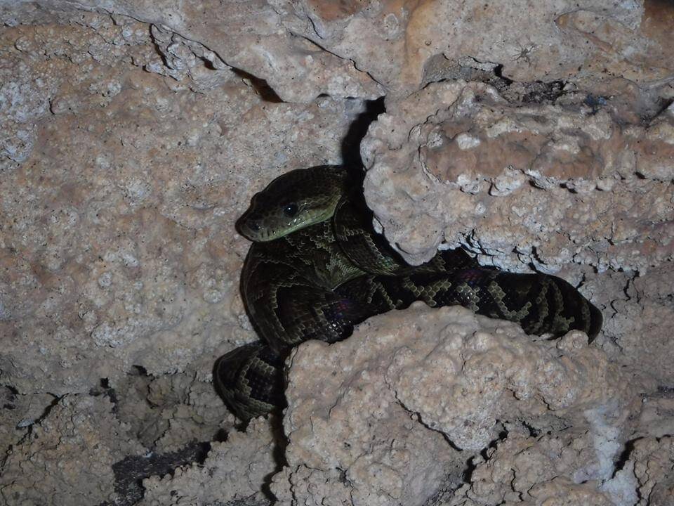 ular boa kuba yang bersembunyi di dalam gua