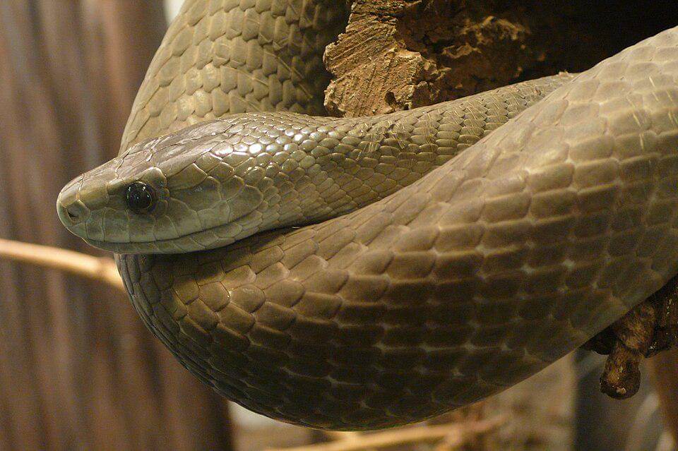 potret ular mamba hitam yang juga punya reputasi menyeramkan