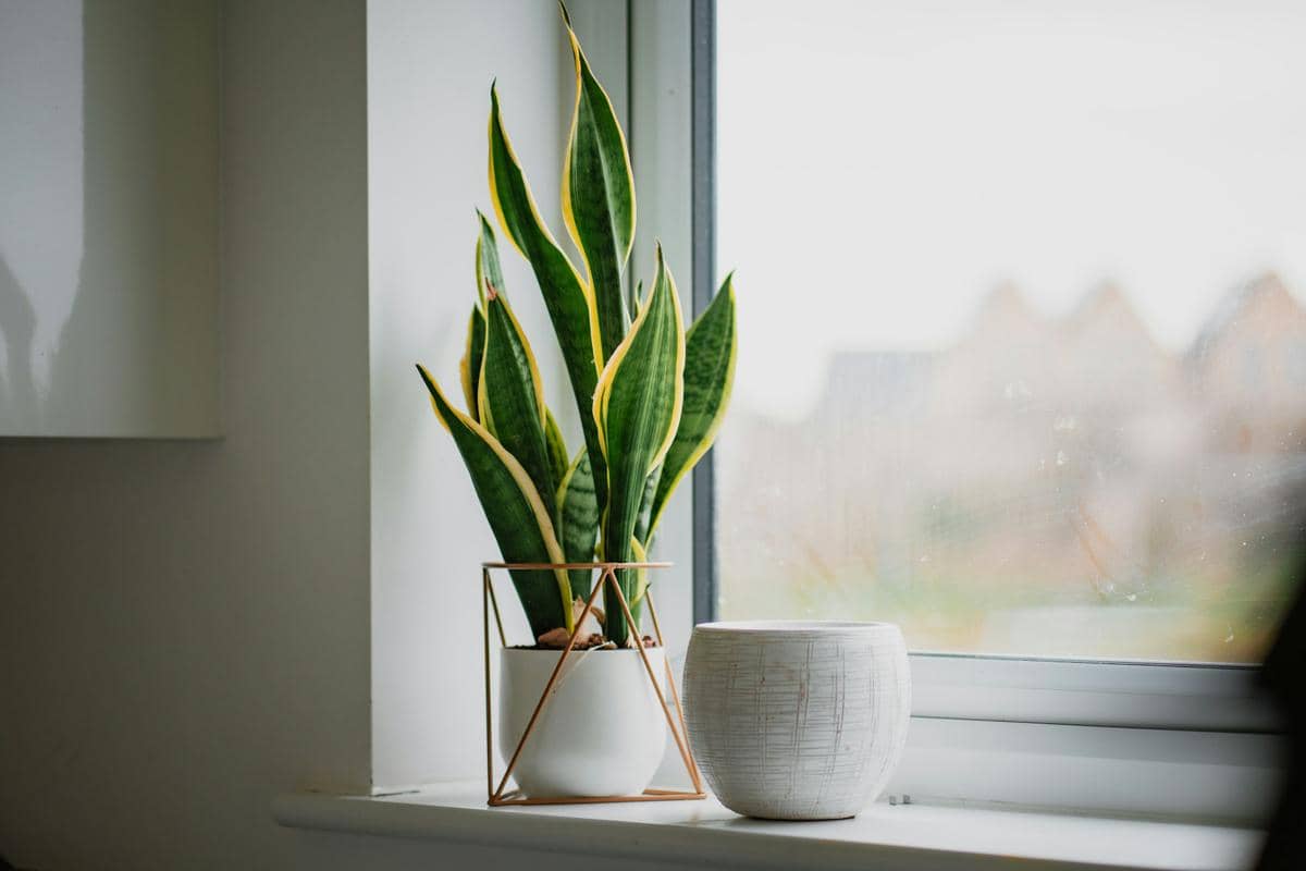 ilustrasi lidah mertua