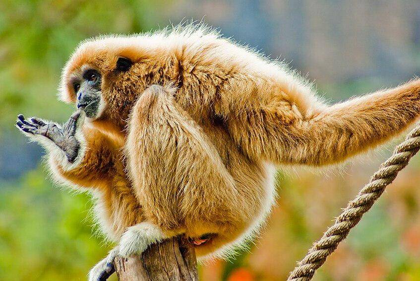 tampilan owa serudung