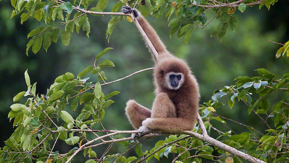 owa serudung di habitat aslinya