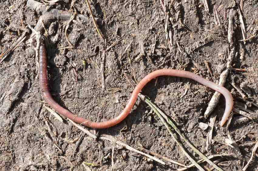 Ilustrasi cacing tanah yang mampu menguraikan mikroplastik di tanah