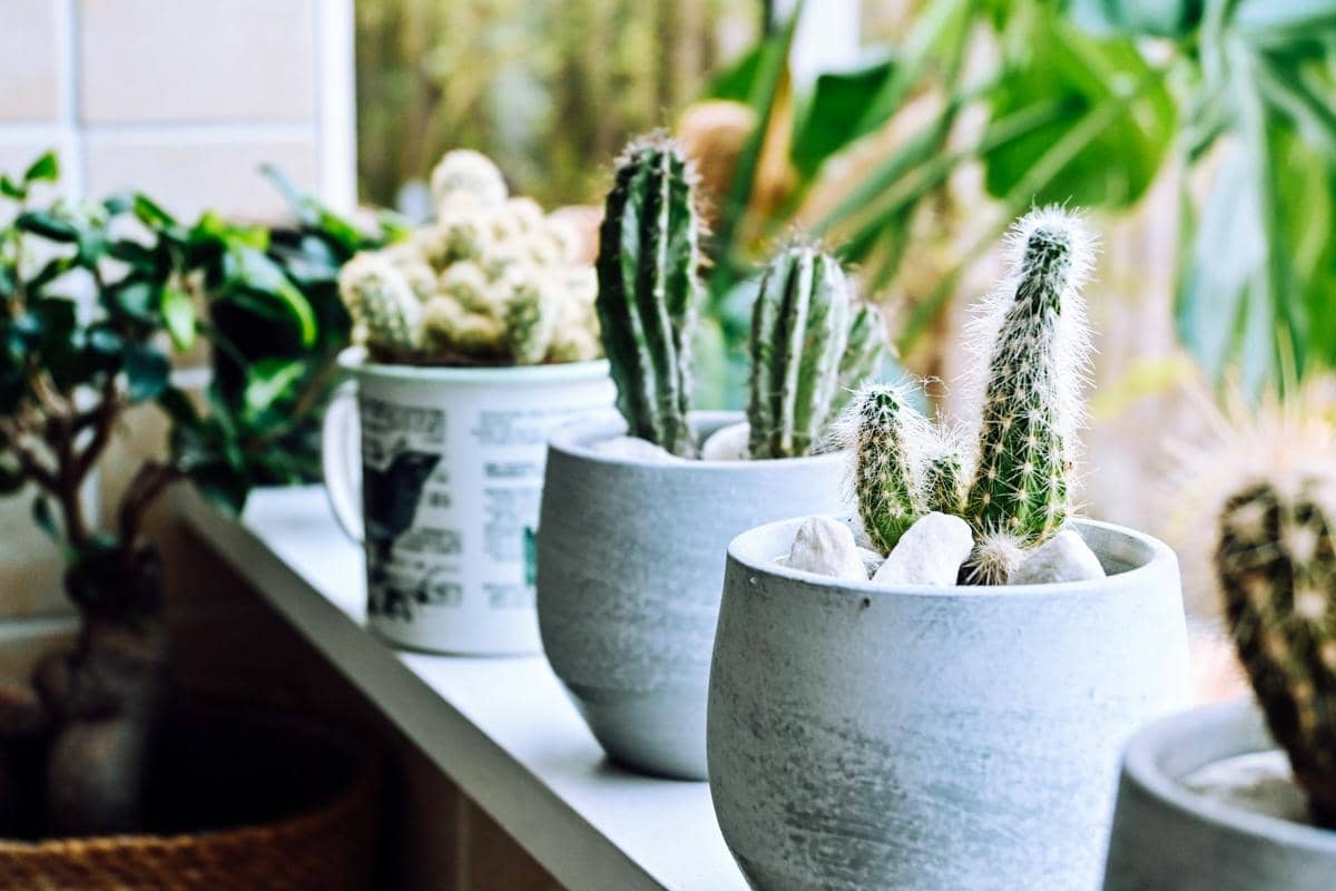 ilustrasi tanaman hias