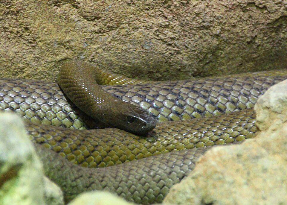 taipan pedalaman, ular dengan bisa paling mematikan di dunia