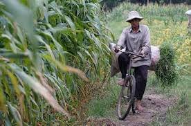 petani hutan di area perhutanan sosial desa sarwadadi