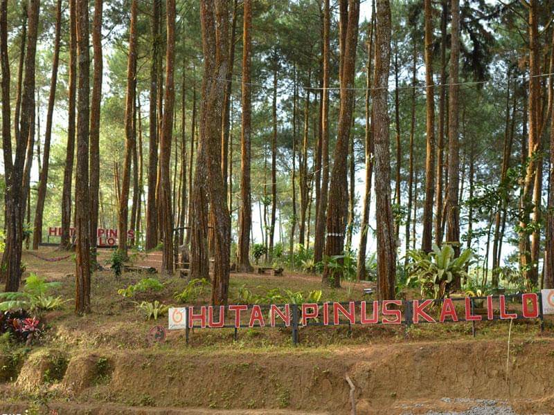 Hutan Pinus Kalio wisata di Purworejo