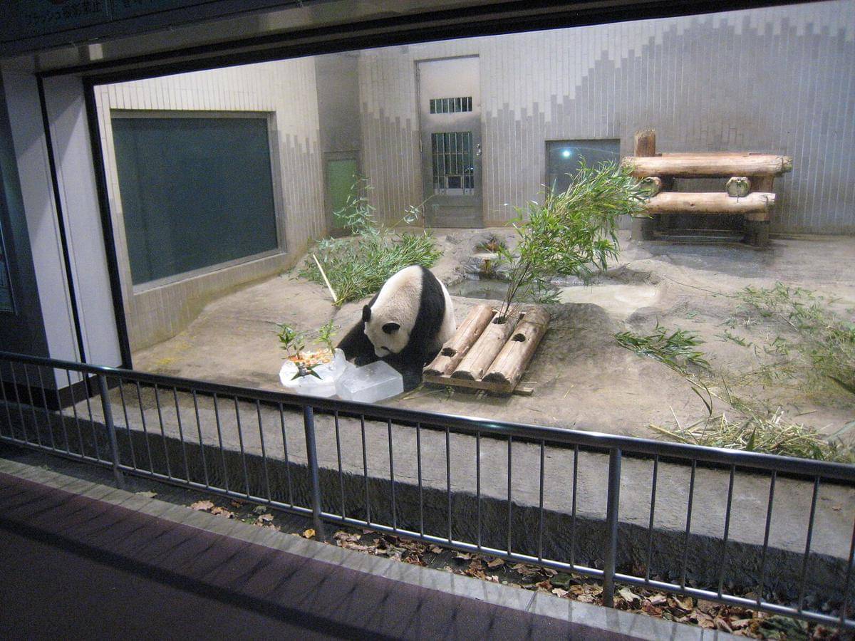 Potret panda di Ueno Zoo, Tokyo