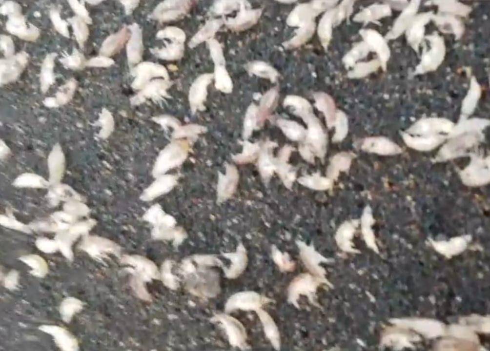 Kumpulan Binatang Laut Terdampar di Pantai Baru Bantul Bikin Heboh