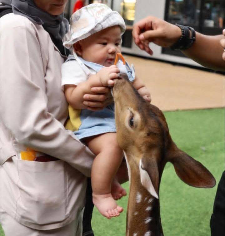 Baby Arash main dengan berbagai hewan