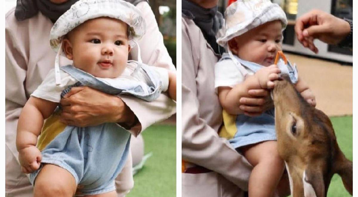Baby Arash main dengan berbagai hewan