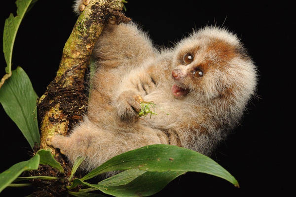 Bangka Slow Loris