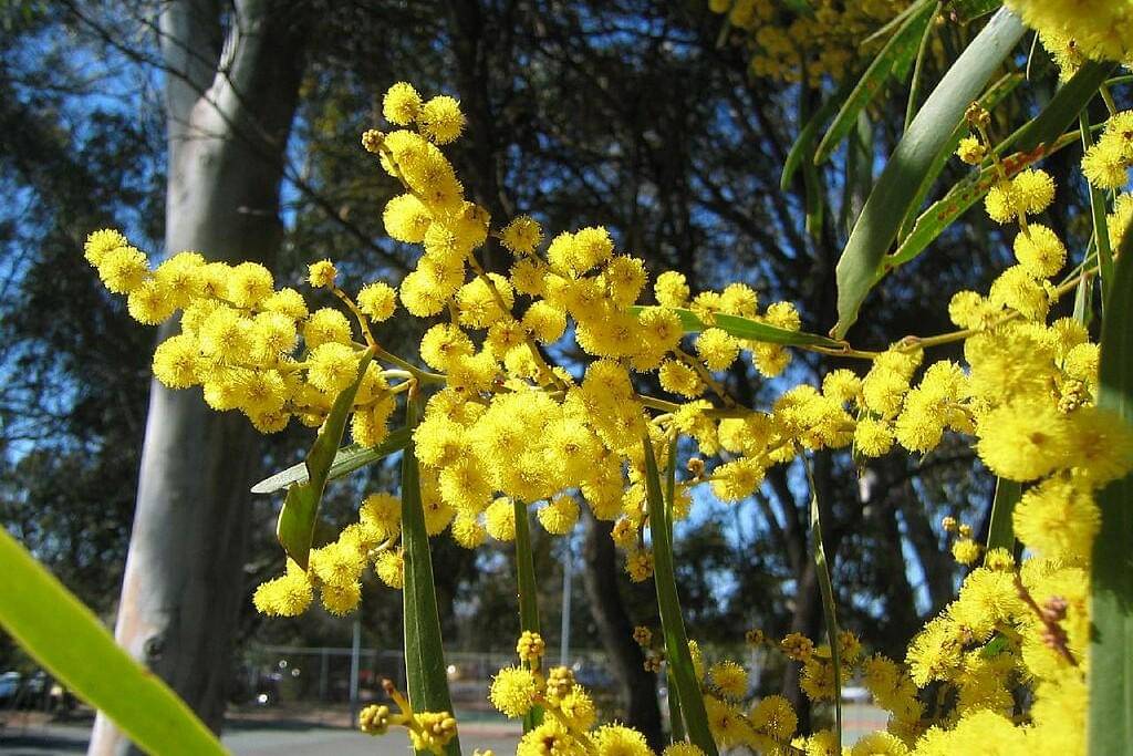 Golden wattle