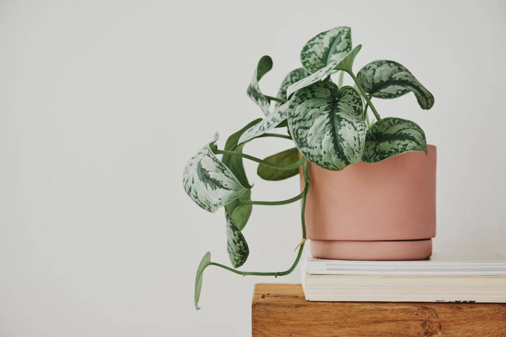 ilustrasi pothos