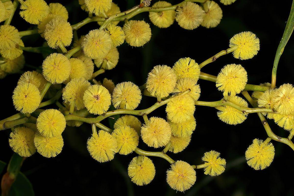 Golden wattle