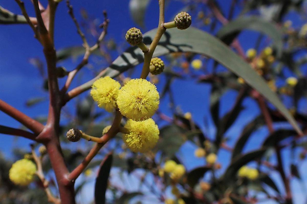 Golden wattle
