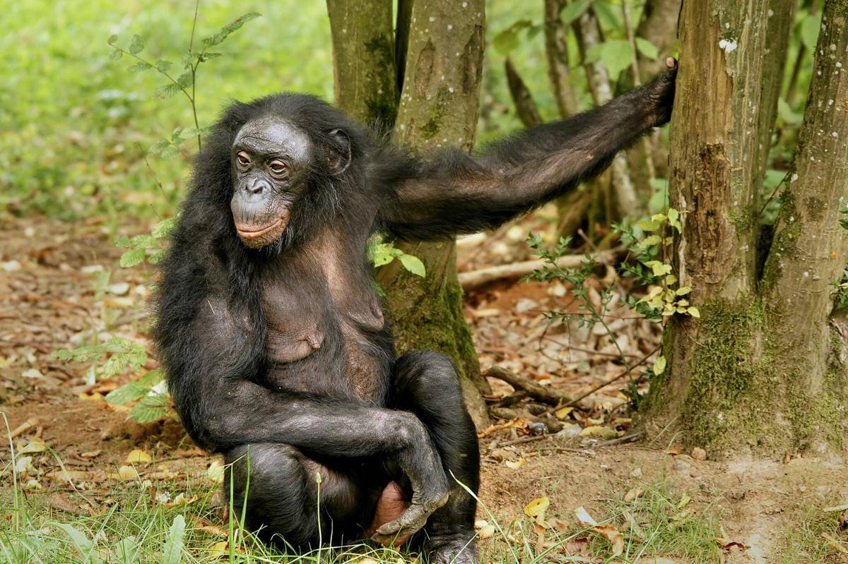 Kera bonobo